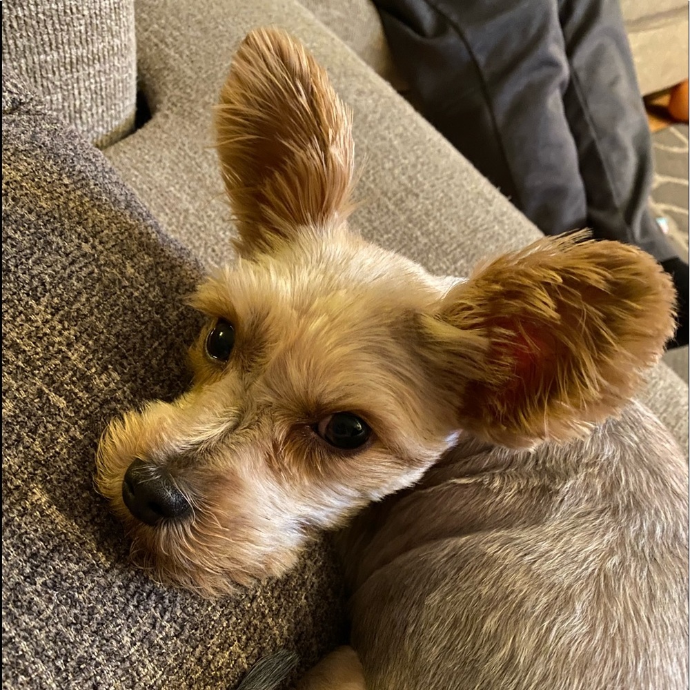 Meet your Posher, Melissa